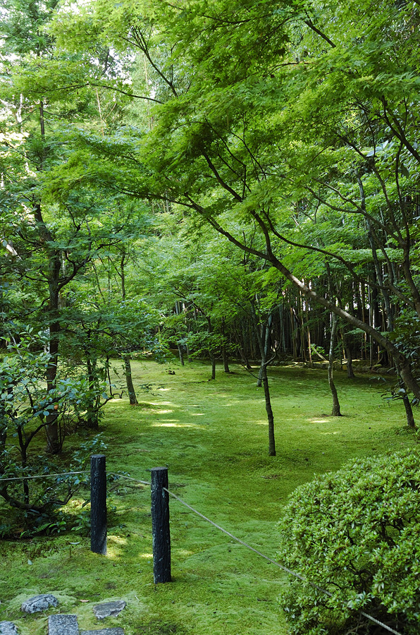 高桐院　庭