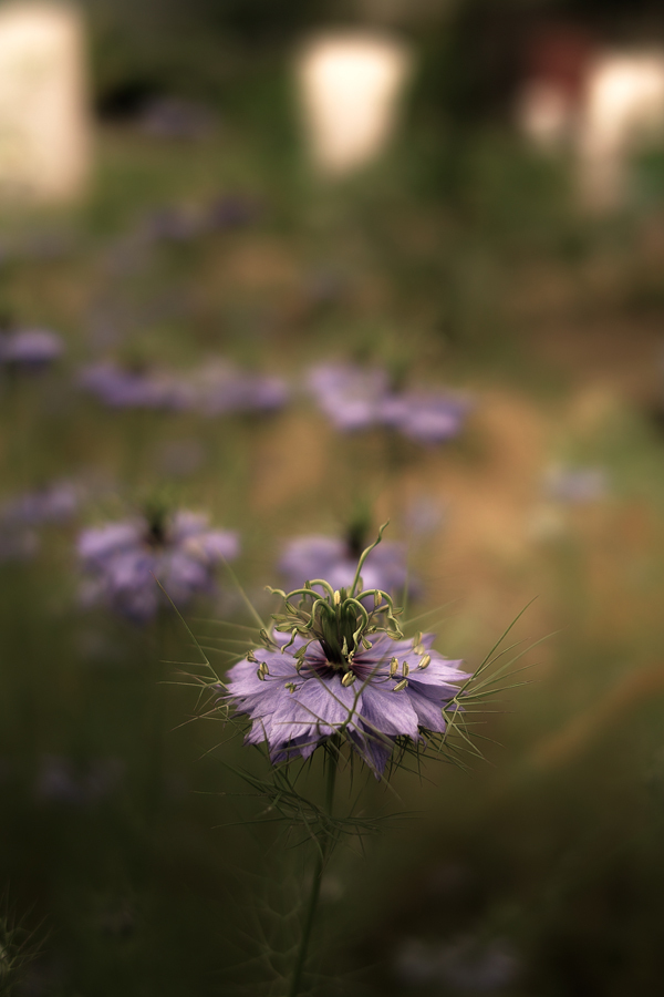 SDIM0221