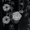 L1051833B