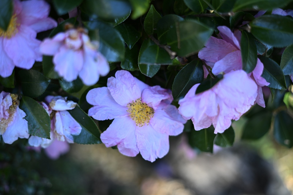 山茶花