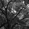 L1052215b