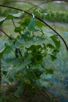 野菜