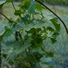 野菜