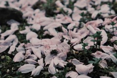 何かの花びら