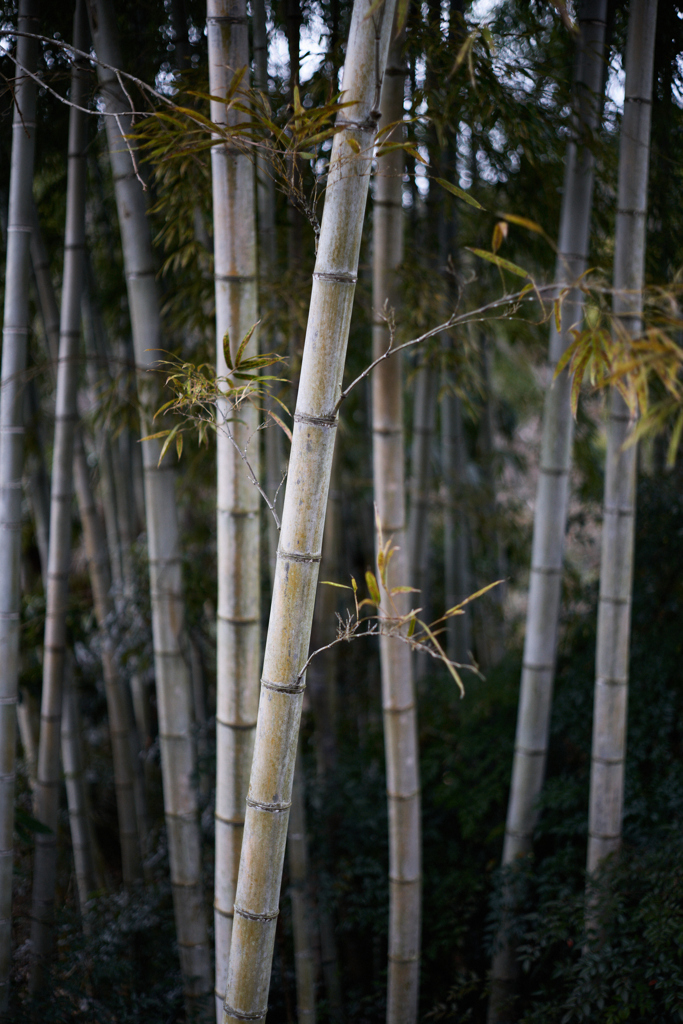 竹