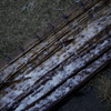 雪