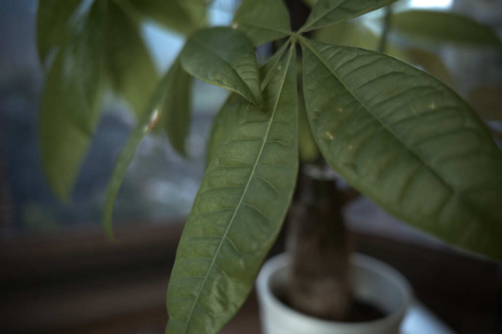 観葉植物