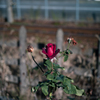 IMG-1051543