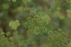 DSC00461