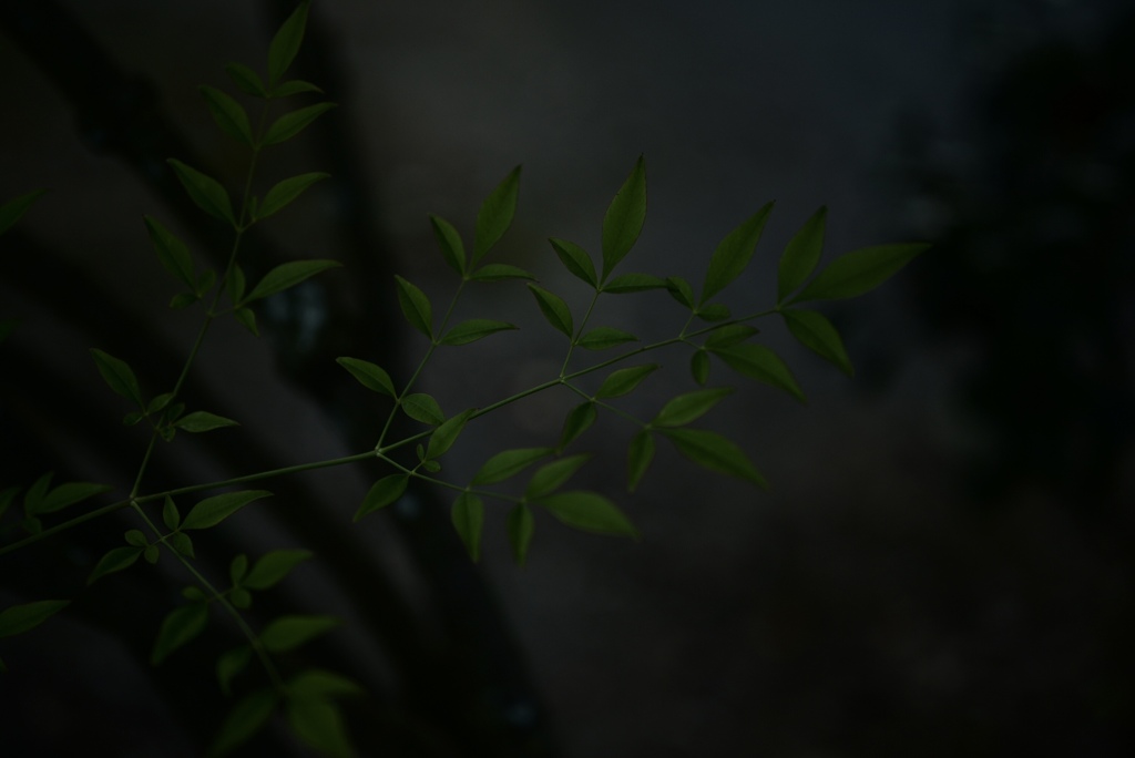 雨の中