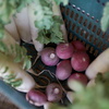 野菜