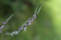 nezibana