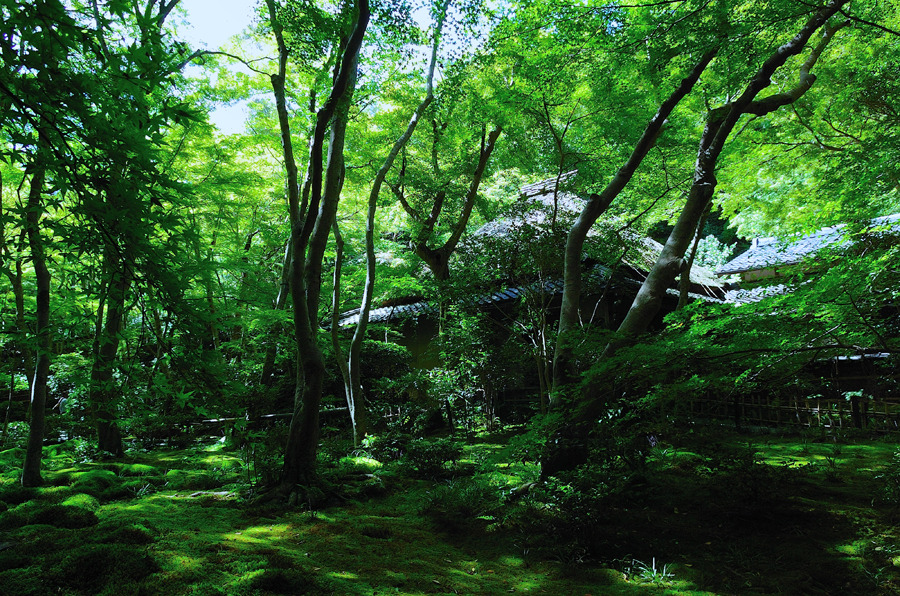 祇王寺１