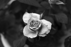 DSC00330