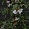 P1000719