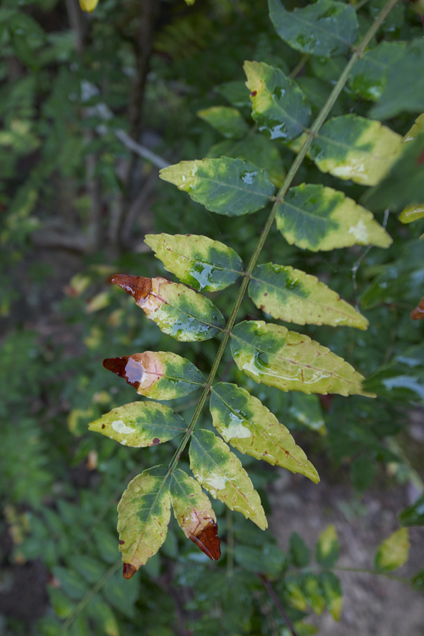 R0011289