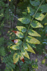 R0011289
