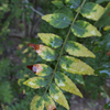 R0011289