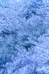 雪桜