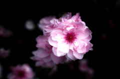 IMG-0278