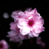 IMG-0278