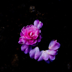 IMG-0013361