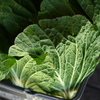 旬の野菜