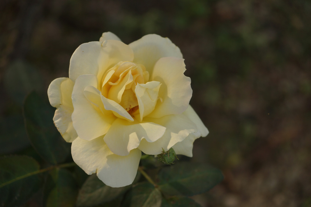 DSC00458