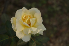 DSC00458