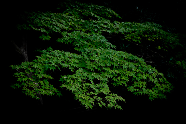 DSC_0126