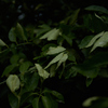 庭にて４