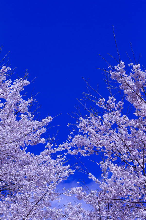 雪桜