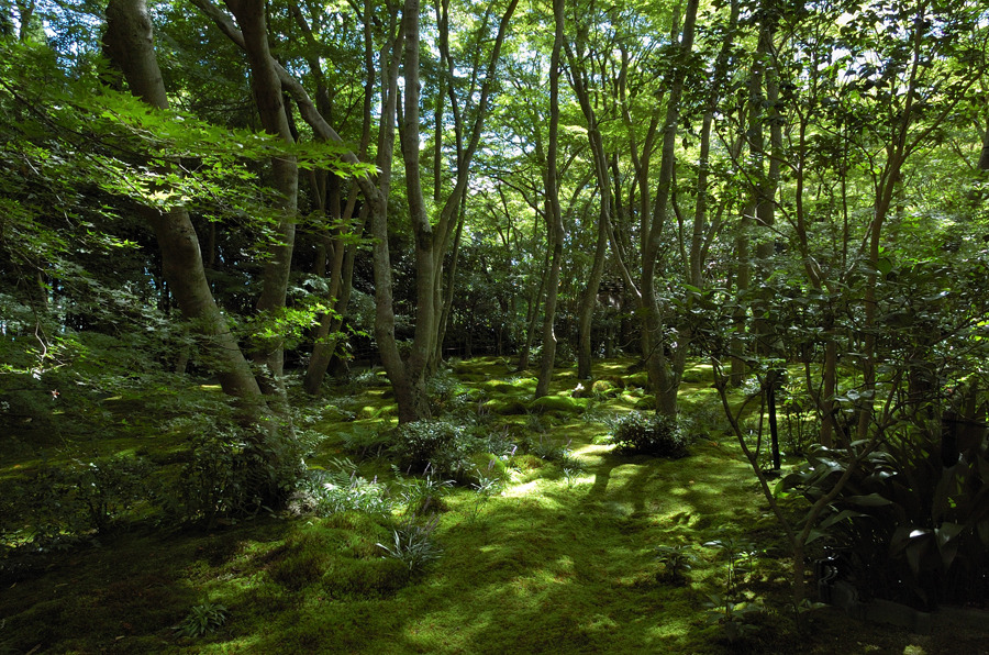 祇王寺