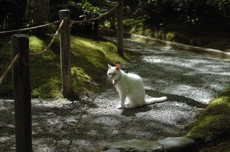 祇王寺の主