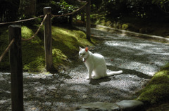 祇王寺の主