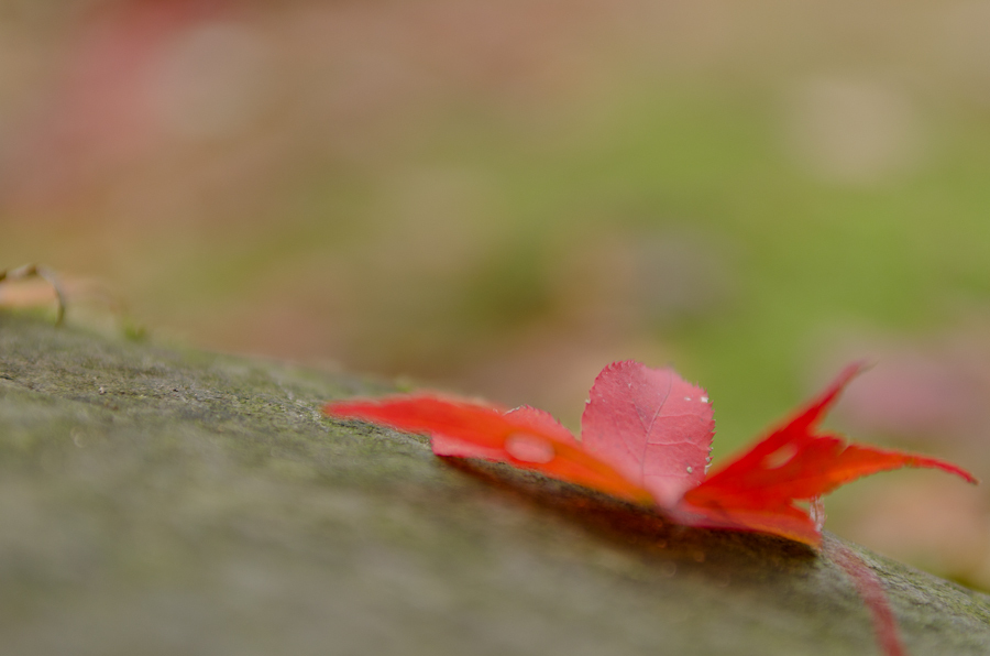 DSC_1541