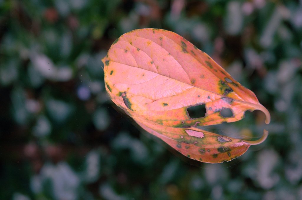 柿の紅葉