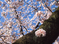幹太いなあ
