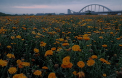 夜明けを待つ花畑