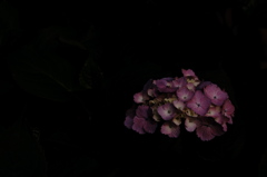 考える紫陽花