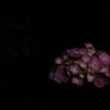 考える紫陽花