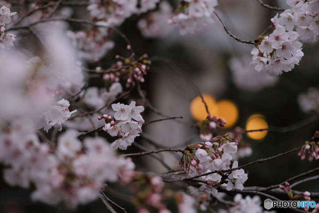 江戸の灯りと桜