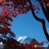 富嶽よ永遠に～紅葉に囲まれて