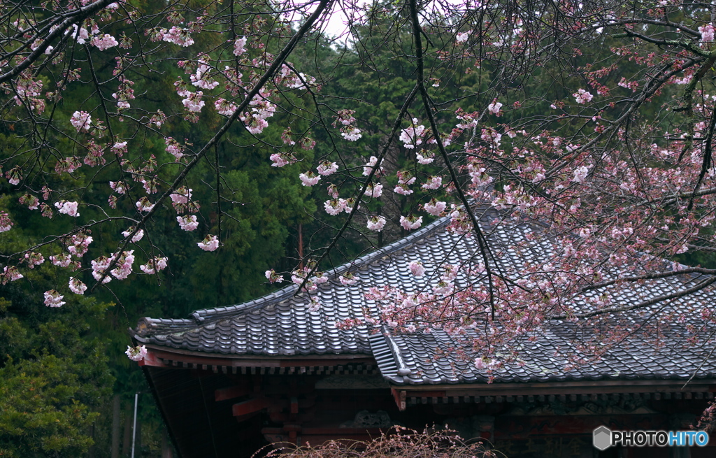 山寺の桜