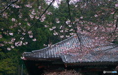 山寺の桜