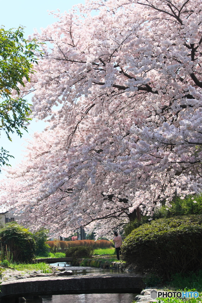 桜に埋もれそう