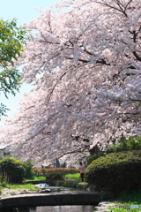 桜に埋もれそう