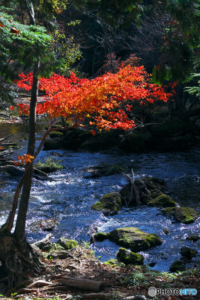 湖畔紅葉巡り③