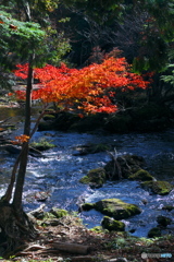 湖畔紅葉巡り③