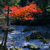 湖畔紅葉巡り③